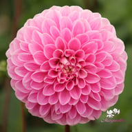 Sweet Fabienne Dahlia Tuber