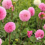 Sweet Fabienne Dahlia Tuber