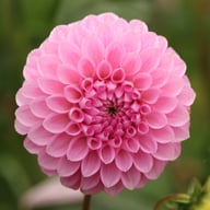 Sweet Fabienne Dahlia Knöl