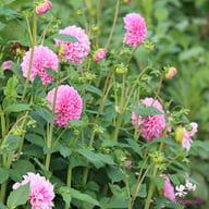 Sweet Fabienne Dahlia Tuber