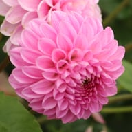 Sweet Fabienne Dahlia Knöl