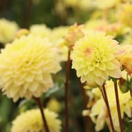 Sweet Jule Dahlia Knöl