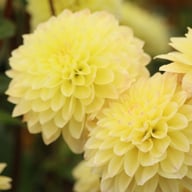 Sweet Jule Dahlia Knöl