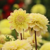 Sweet Jule Dahlia Knöl