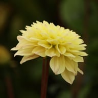 Sweet Jule Dahlia Knöl