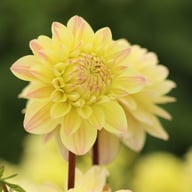 Sweet Jule Dahlia Knöl