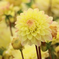 Sweet Jule Dahlia Knöl