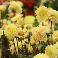Sweet Jule Dahlia Knöl