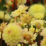 Sweet Jule Dahlia Knöl