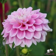 Sweet Love Dahlia Knöl
