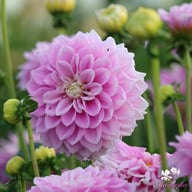 Sweet Love Dahlia Knöl