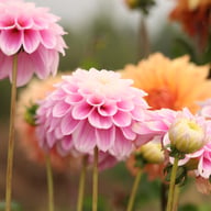 Sweet Love Dahlia Tuber