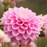 Sweet Love Dahlia Tuber