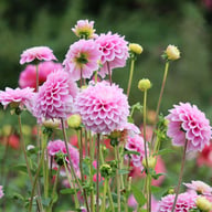 Sweet Love Dahlia Knöl