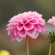 Sweet Love Dahlia Tuber