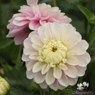 Sweet Lucille Dahlia Knöl