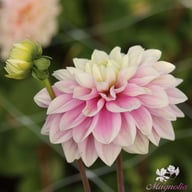 Sweet Lucille Dahlia Knöl