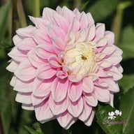 Sweet Lucille Dahlia Knöl