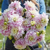 Sweet Lucille Dahlia Knöl