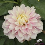 Sweet Lucille Dahlia Knöl