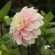 Sweet Nathalie Dahlia Tuber