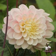 Sweet Nathalie Dahlia Tuber