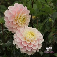 Sweet Nathalie Dahlia Tuber