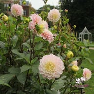 Sweet Nathalie Dahlia Tuber