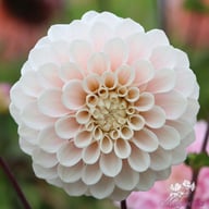Sweet Nathalie Dahlia Tuber