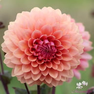Sweet Sanne Dahlia Knöl