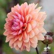 Sweet Sanne Dahlia Knöl