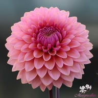 Sweet Sanne Dahlia Knöl
