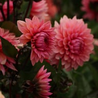 Sweet Sanne Dahlia Knöl