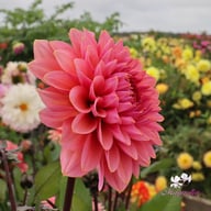 Sweet Sanne Dahlia Knöl