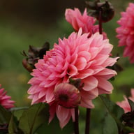 Sweet Sanne Dahlia Knöl