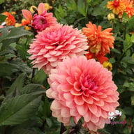 Sweet Sanne Dahlia Knöl