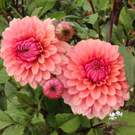 Sweet Sanne Dahlia Knöl