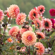Sweet Sanne Dahlia Knöl