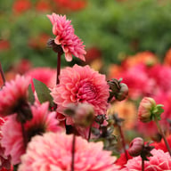 Sweet Sanne Dahlia Knöl