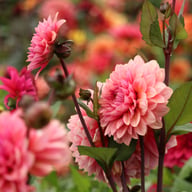 Sweet Sanne Dahlia Knöl