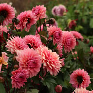 Sweet Sanne Dahlia Knöl