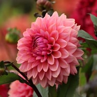 Sweet Sanne Dahlia Knöl