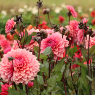 Sweet Sanne Dahlia Knöl