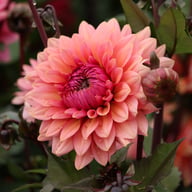 Sweet Sanne Dahlia Knöl