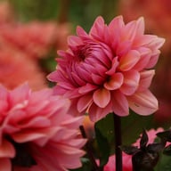 Sweet Sanne Dahlia Knöl
