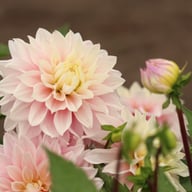 Sweet September Dahlia Tuber