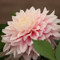 Sweet September Dahlia Tuber