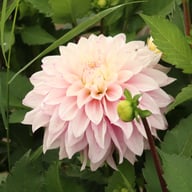 Sweet September Dahlia Tuber
