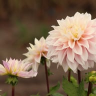 Sweet September Dahlia Tuber