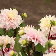 Sweet September Dahlia Tuber